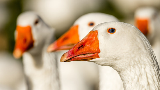 Bürgermeister spricht Machtwort: Weilburger Gänse dürfen bleiben