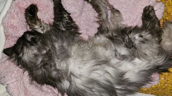 Kater aus Burghaun überlebt mit 25 Kugeln im Körper