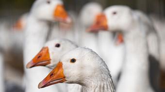 Vogelgrippe in Hessen: Immer mehr Kreise verhängen Stallpflicht