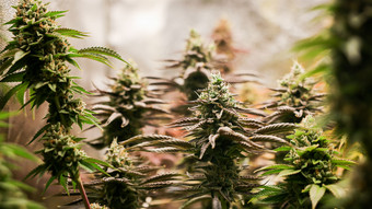 Cannabis stoppt Alpträume und hilft gegen Trauma
