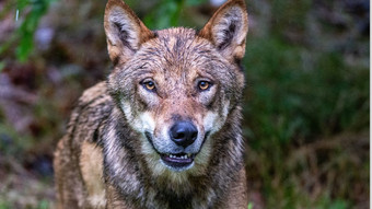 Angst in Greifenstein: Wolf verfolgt Reiterinnen 20 Minuten lang