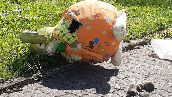Tierische Überraschung in Mühlheim: Waschbär-Nachwuchs im Osterhasen