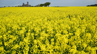 Raps auf dem Vormarsch: Schlüssel zur Landwirtschaft