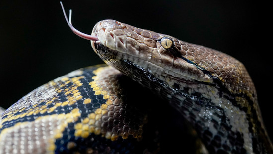 Ausgebüxte Python-Schlange in Gimbsheim: Sie war nie richtig weg