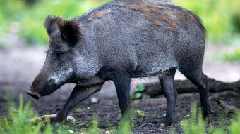 Afrikanische Schweinepest in Hessen: Karte mit neu angelegten Zonen