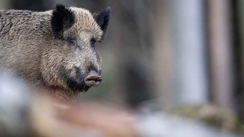 Jäger erschießt das Tier: Wildschwein in der Mainzer Innenstadt