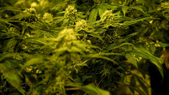 Modellregion für Cannabis: Frankfurt und Offenbach planen Bewerbung