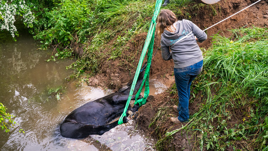 Pferd rutscht von Brücke in Schwabenheim an der Selz