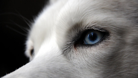 Mannheim: Husky rettet Frauchen vor Messerangriff
