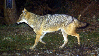 Nachweis in Biebergemünd: Goldschakal-DNA an gerissenem Schaf