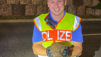 Bei Verkehrskontrolle entdeckt: Polizei rettet Igel in Langenselbold
